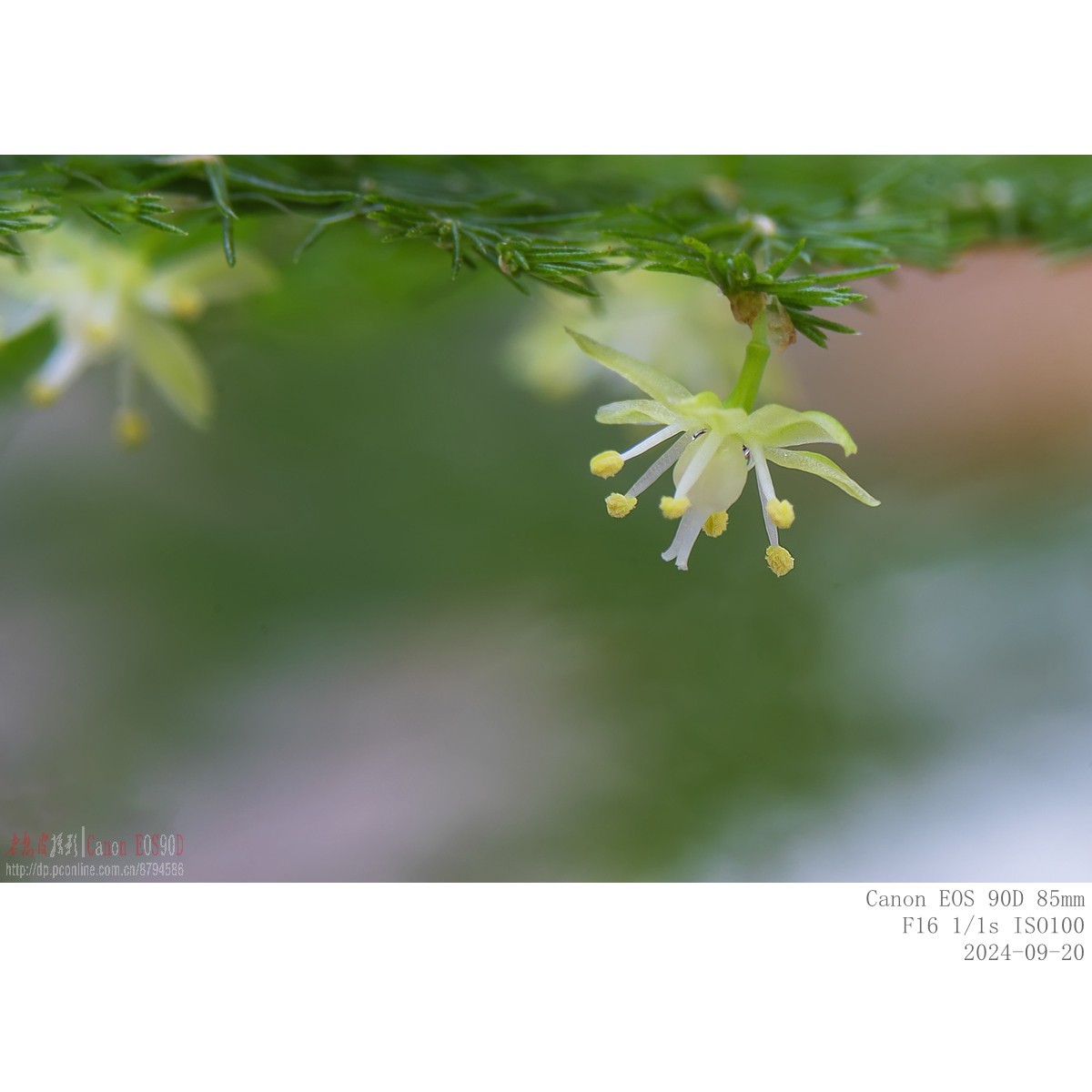 小米粒大的文竹花