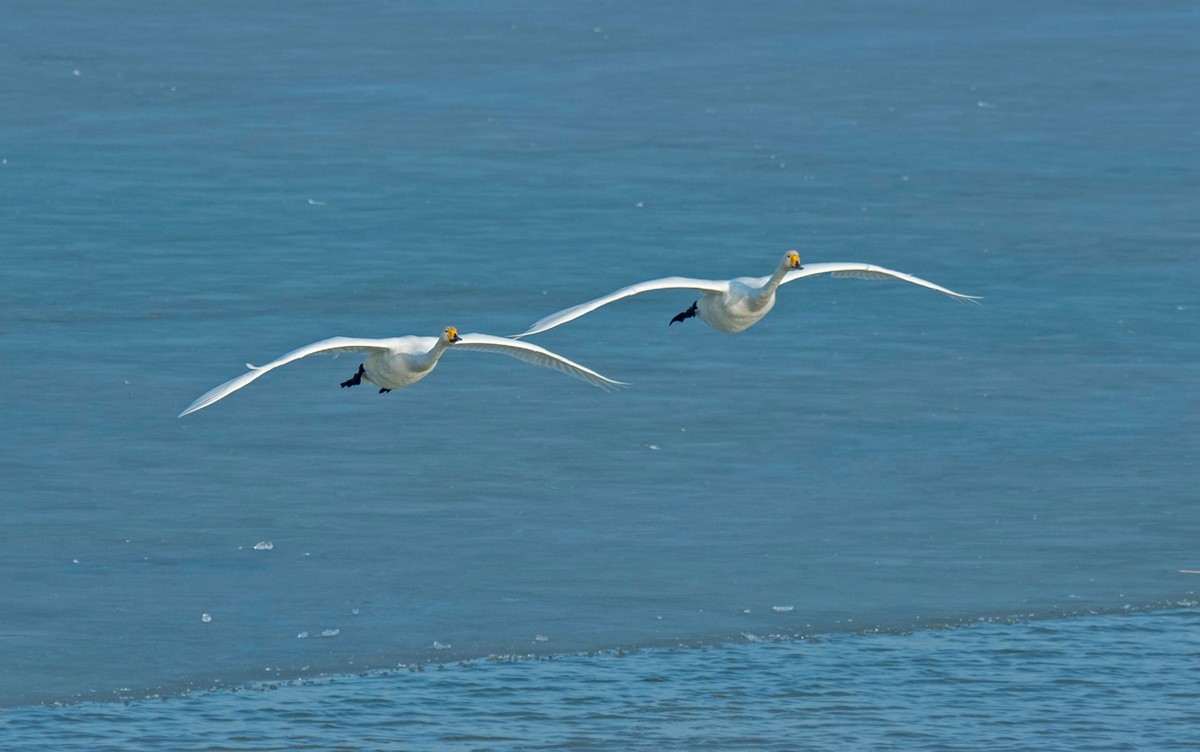 追拍天鹅（四）