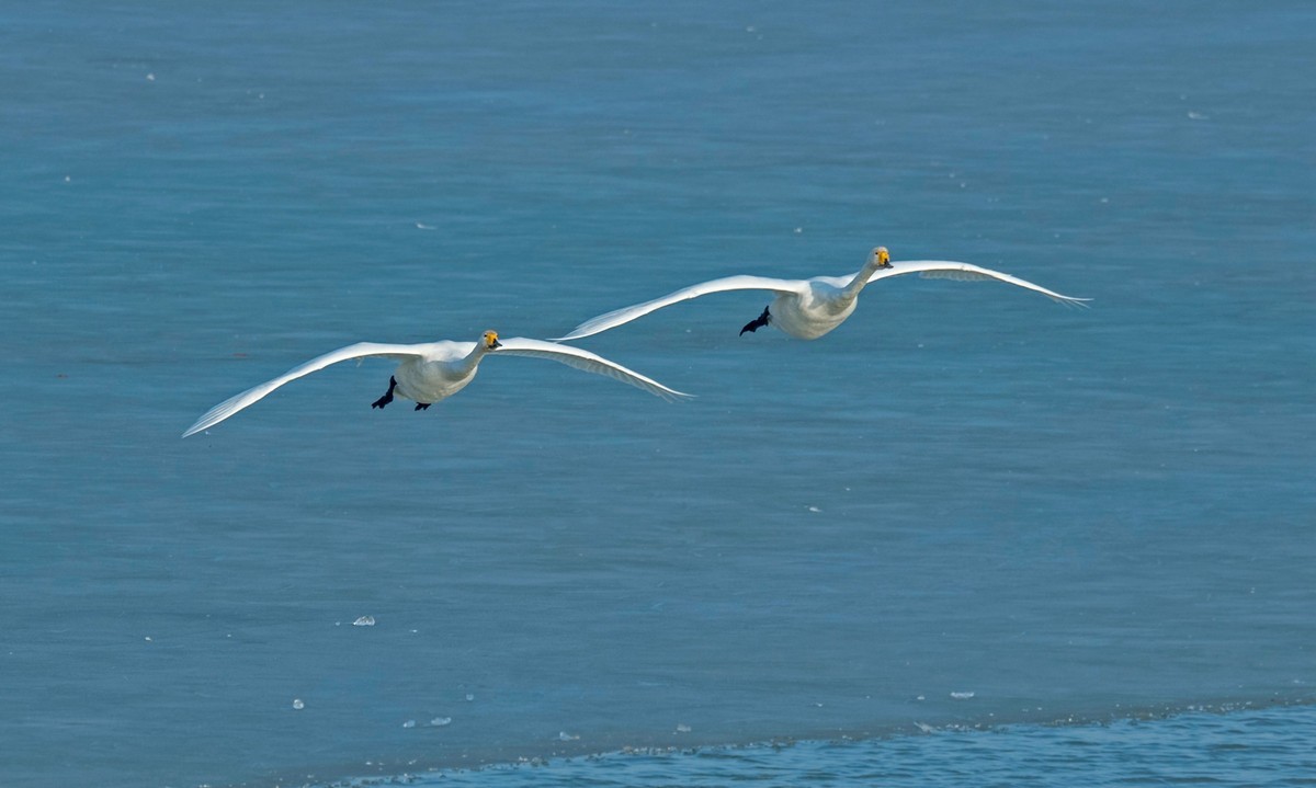 追拍天鹅（四）