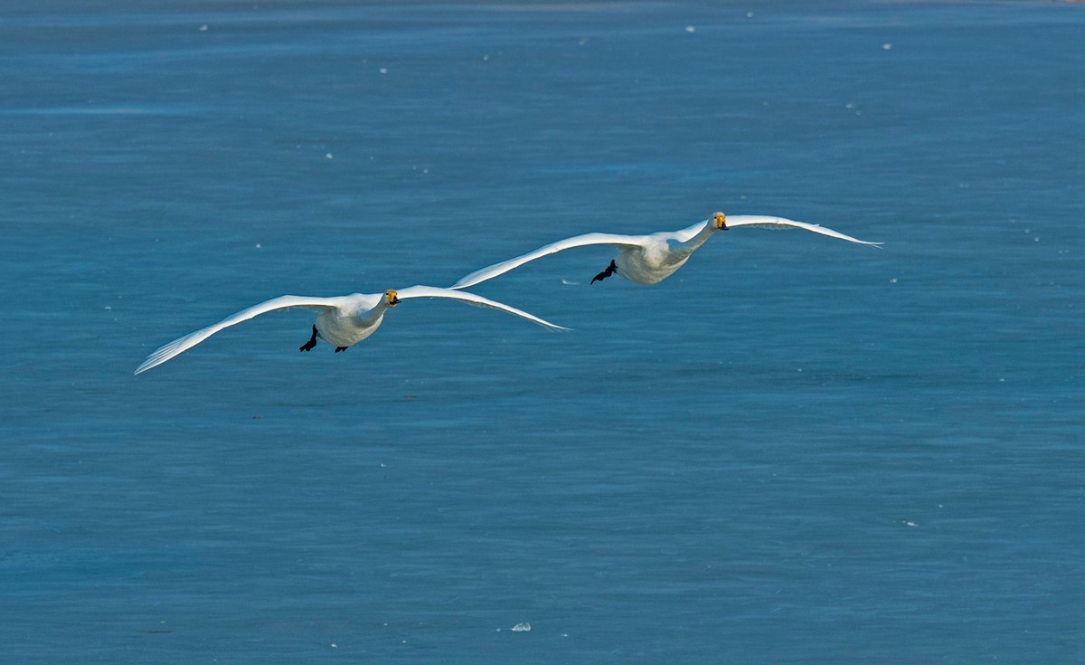 追拍天鹅（四）