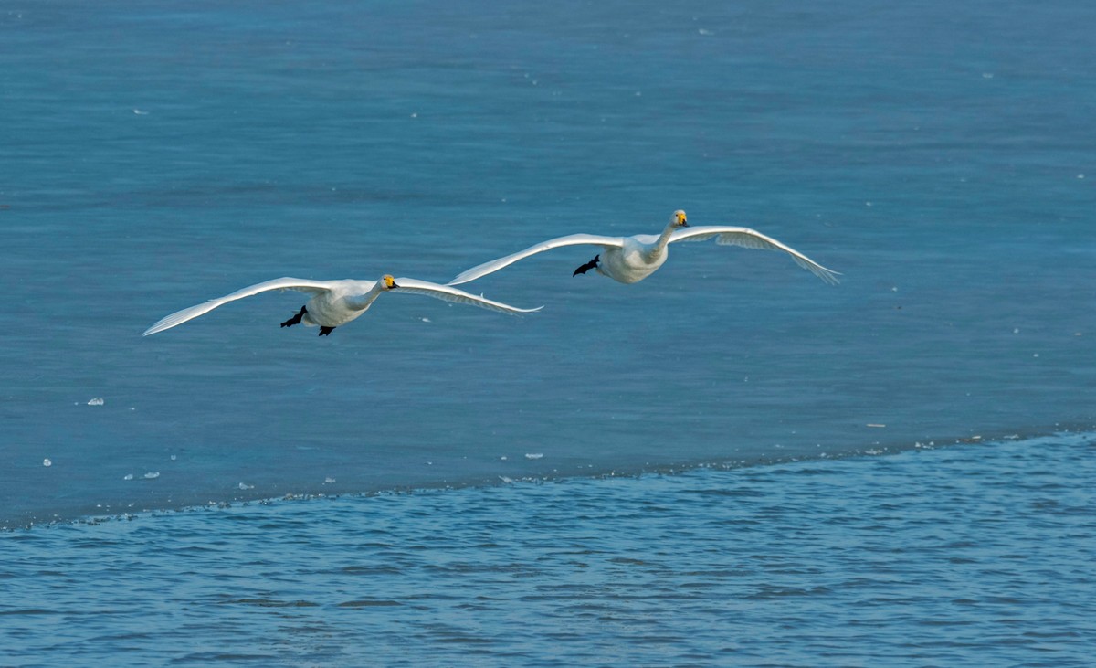 追拍天鹅（四）