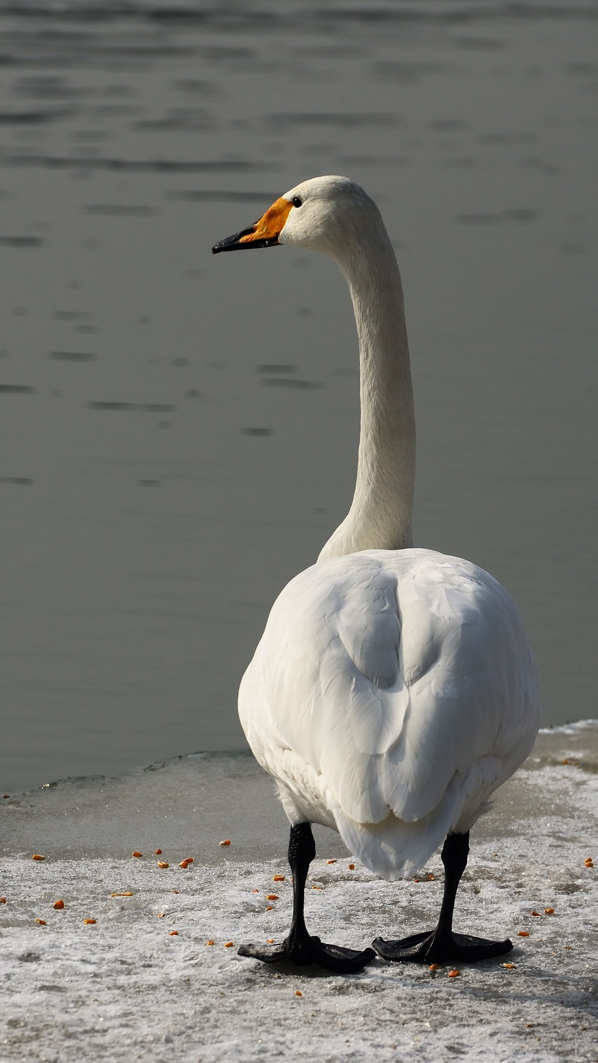 一组天鹅——献给女神节