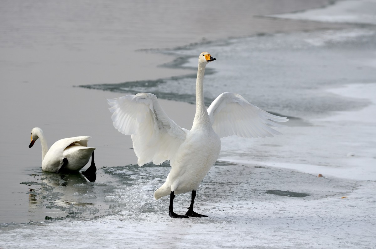 一组天鹅——献给女神节