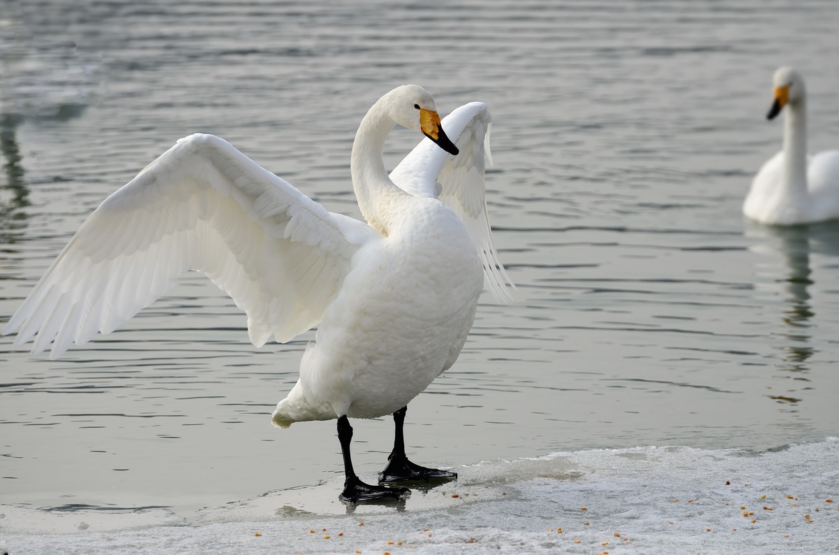 一组天鹅——献给女神节