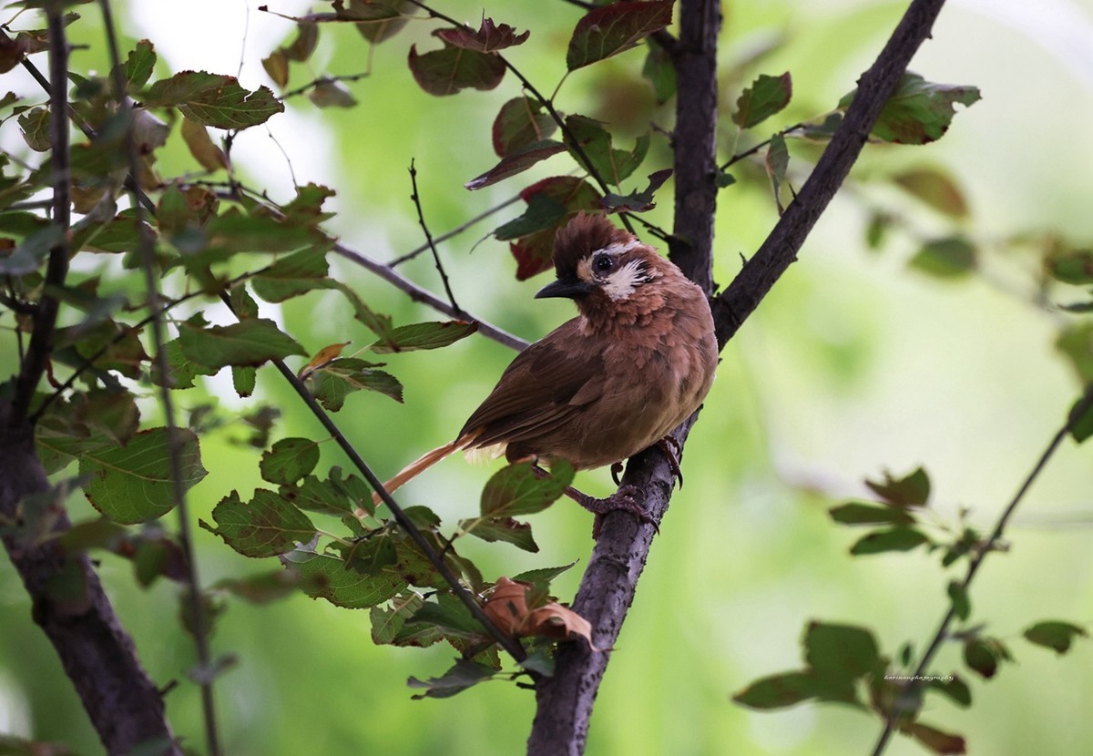 新镜头试镜，学拍打鸟。