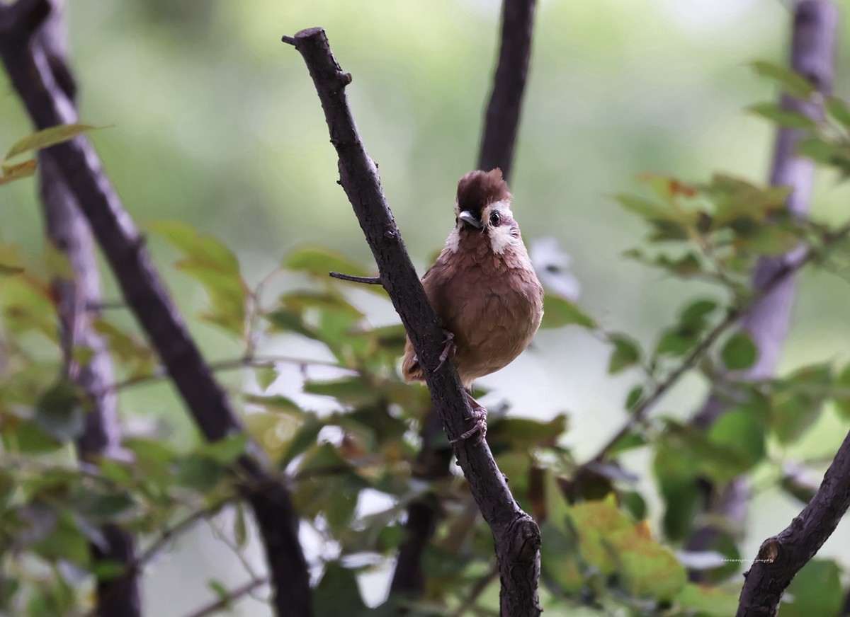 新镜头试镜，学拍打鸟。