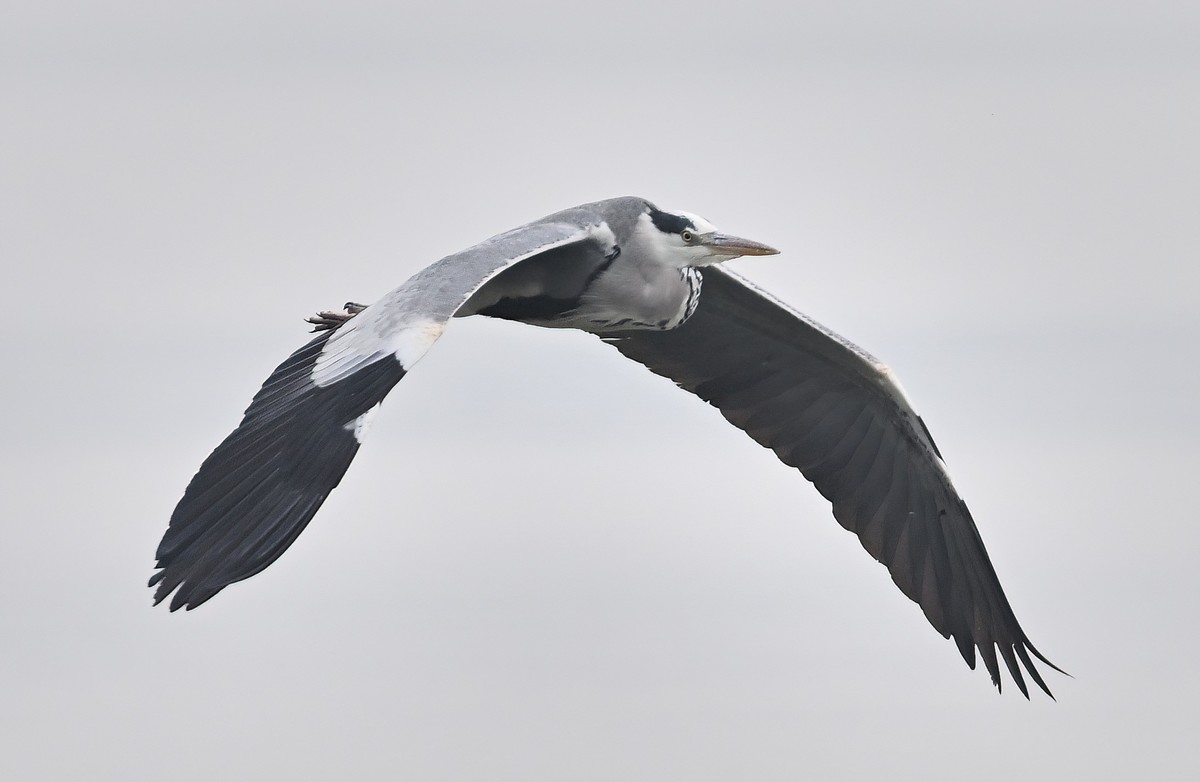 冬日的一组苍鹭照