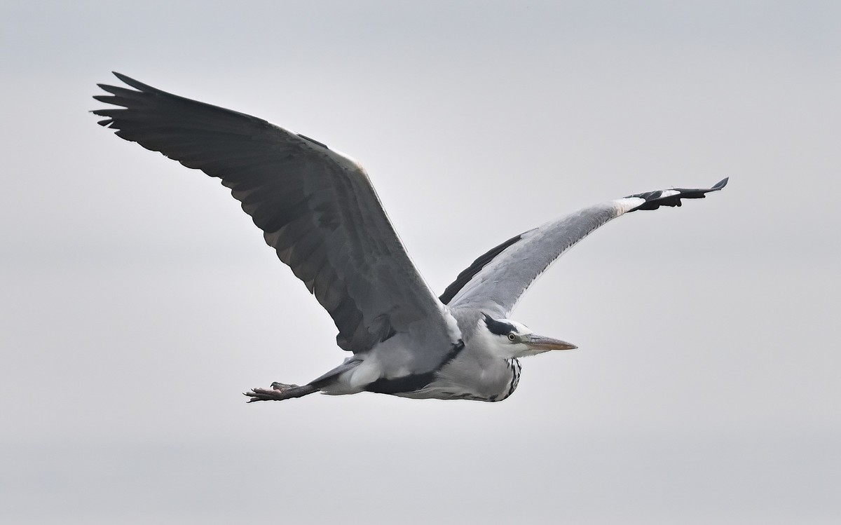 冬日的一组苍鹭照
