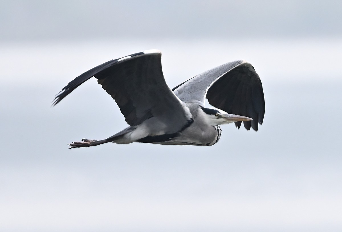 冬日的一组苍鹭照