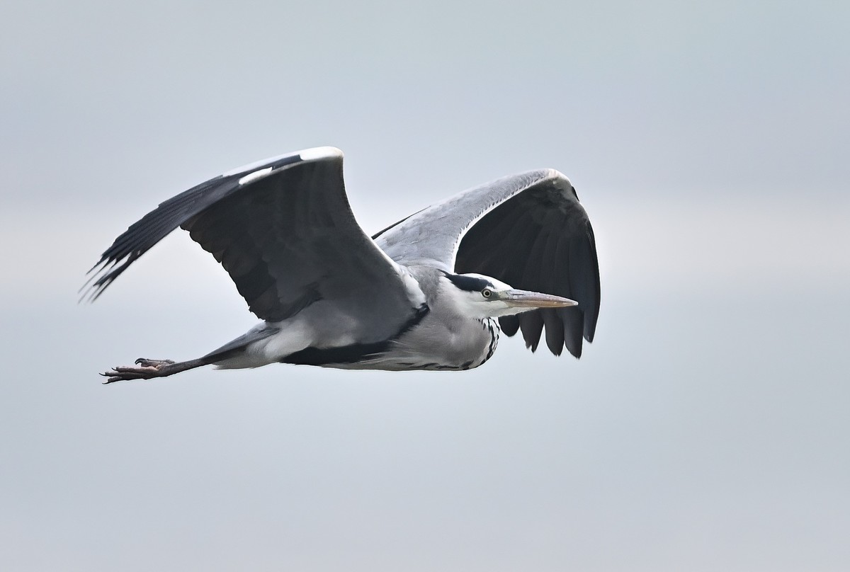 冬日的一组苍鹭照