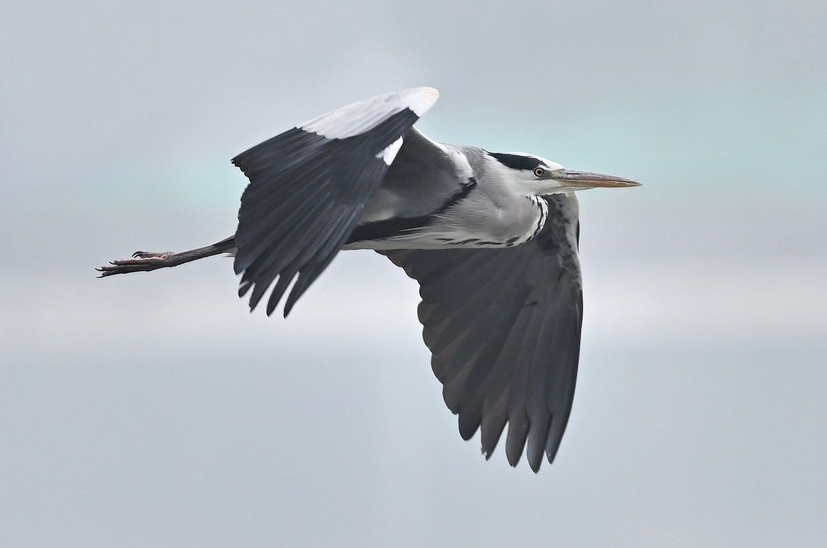 冬日的一组苍鹭照