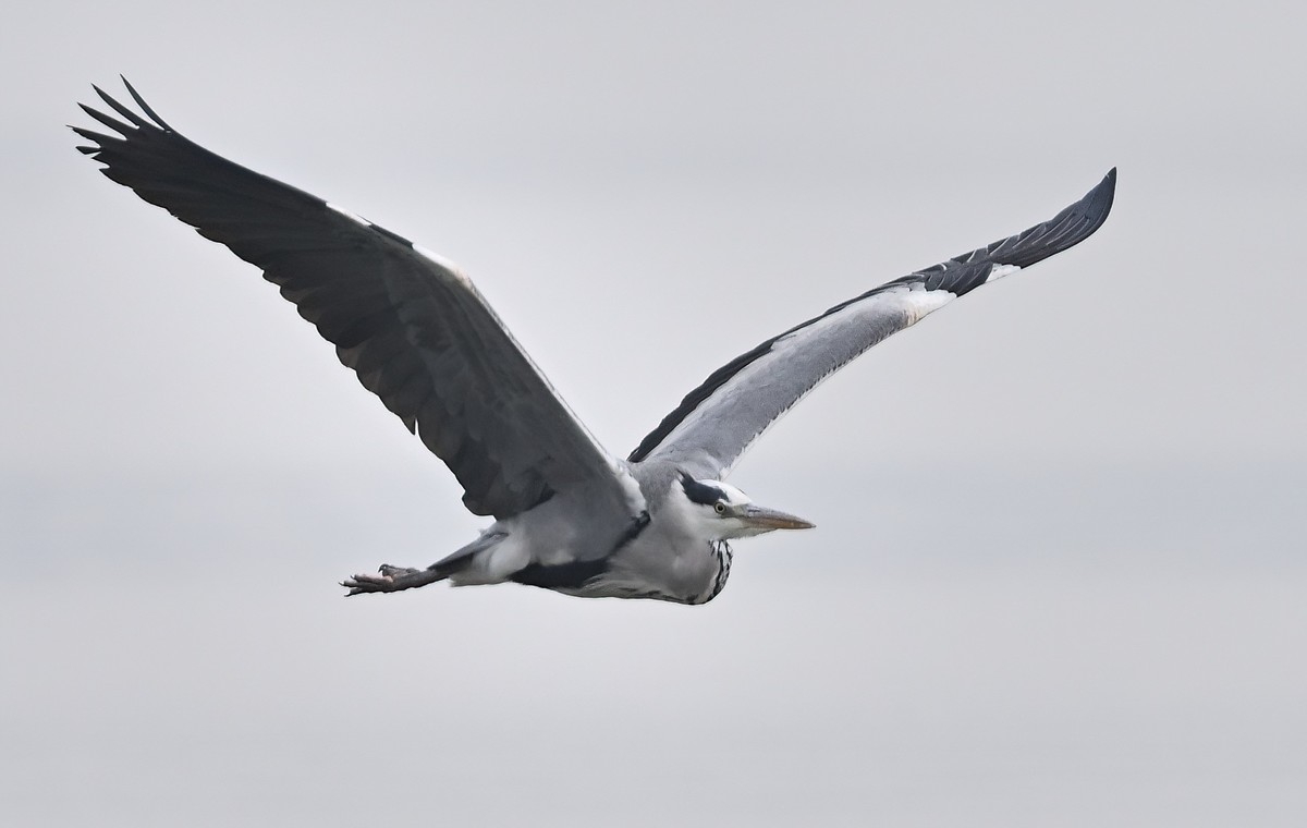 冬日的一组苍鹭照