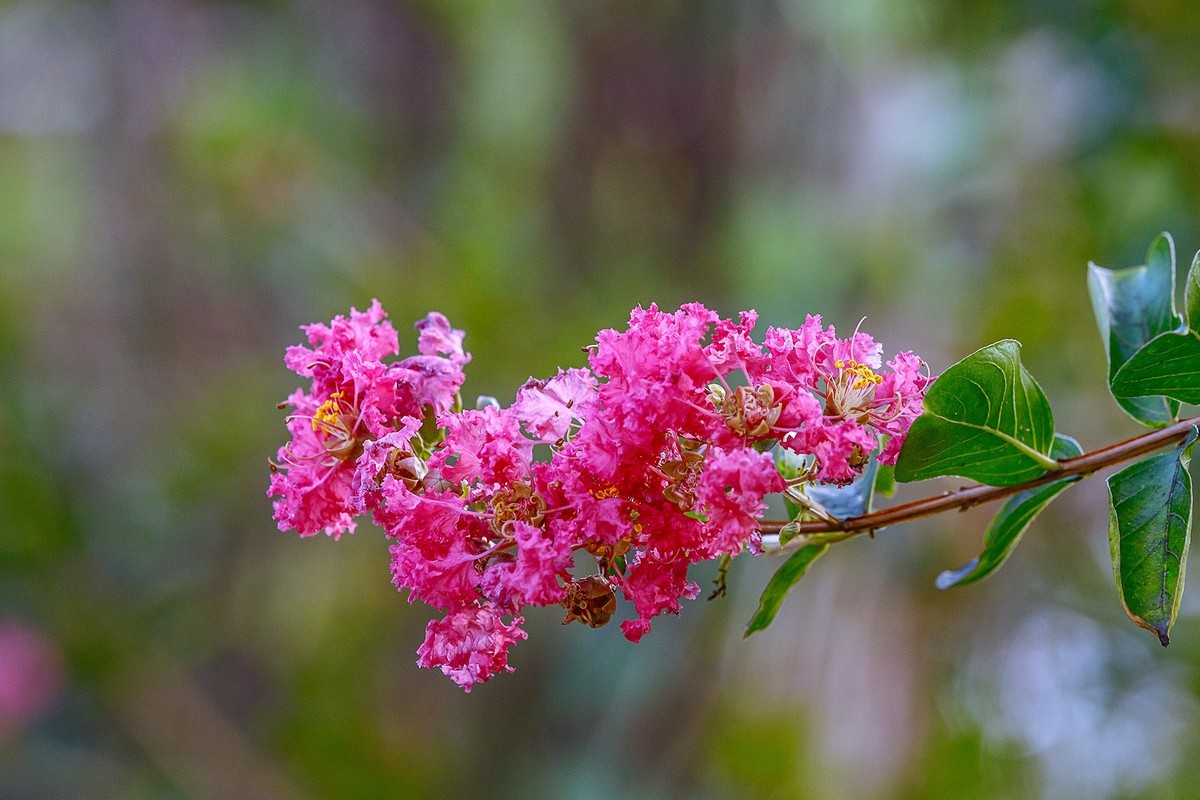 2022花城看花（65）：小叶紫薇