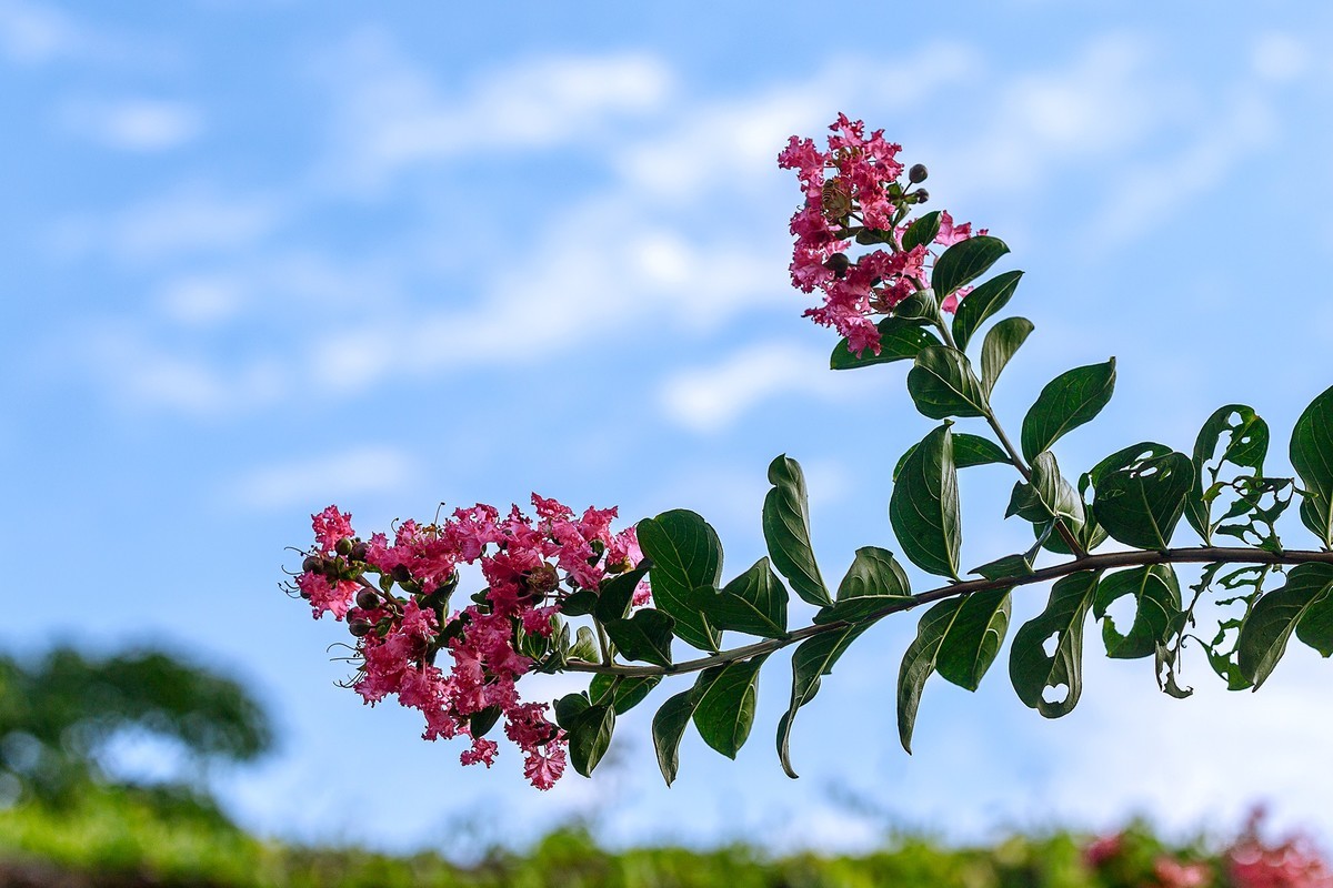 2022花城看花（65）：小叶紫薇