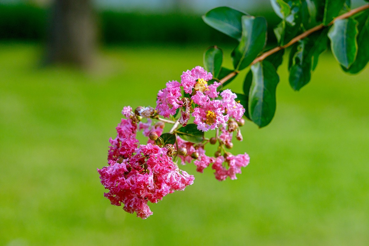 2022花城看花（65）：小叶紫薇