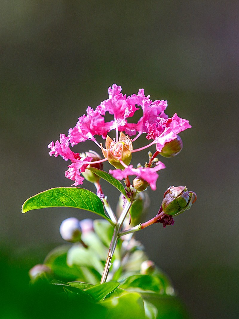 2022花城看花（65）：小叶紫薇