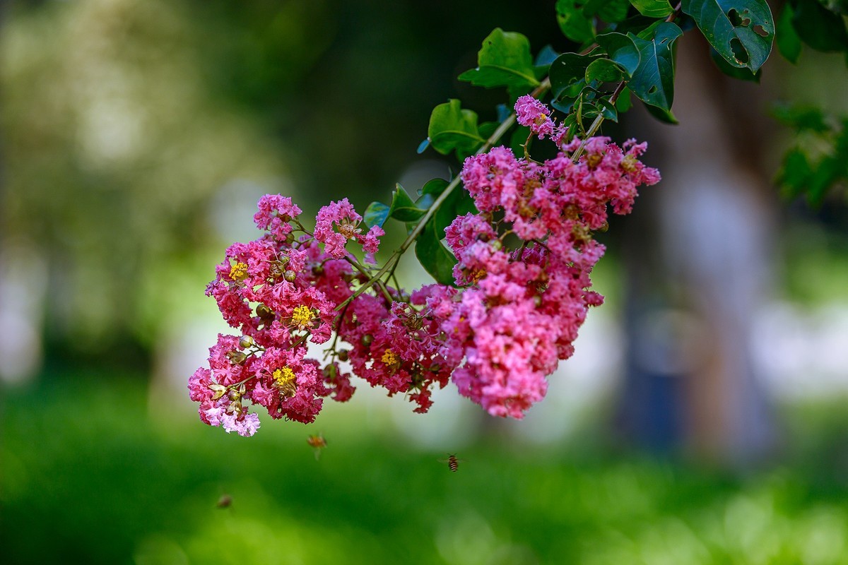 2022花城看花（65）：小叶紫薇