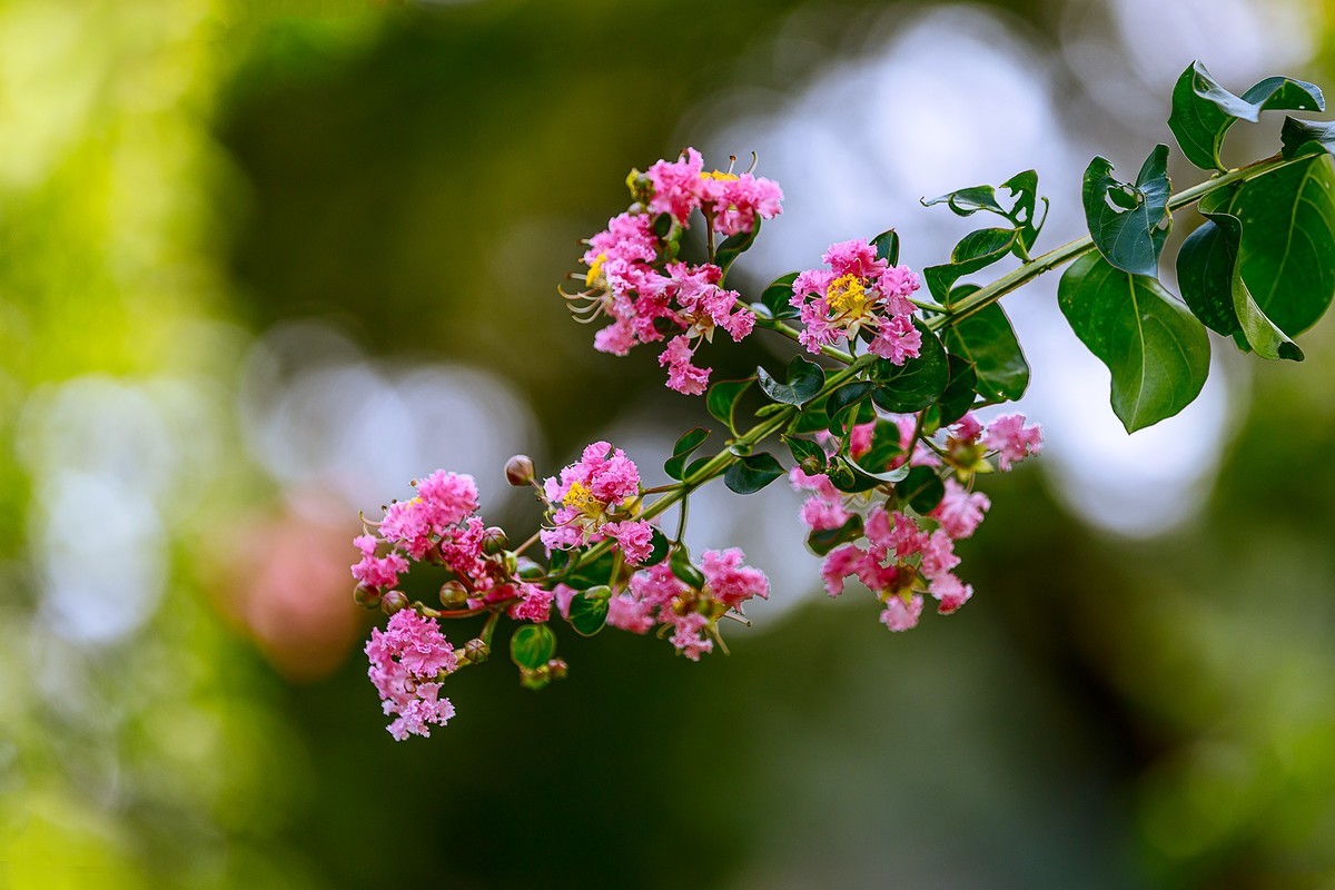 2022花城看花（65）：小叶紫薇