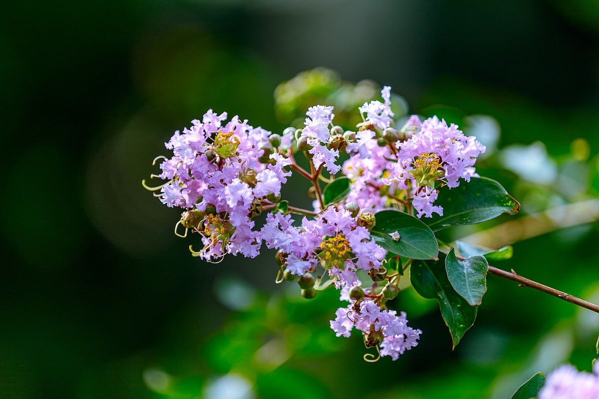 2022花城看花（65）：小叶紫薇