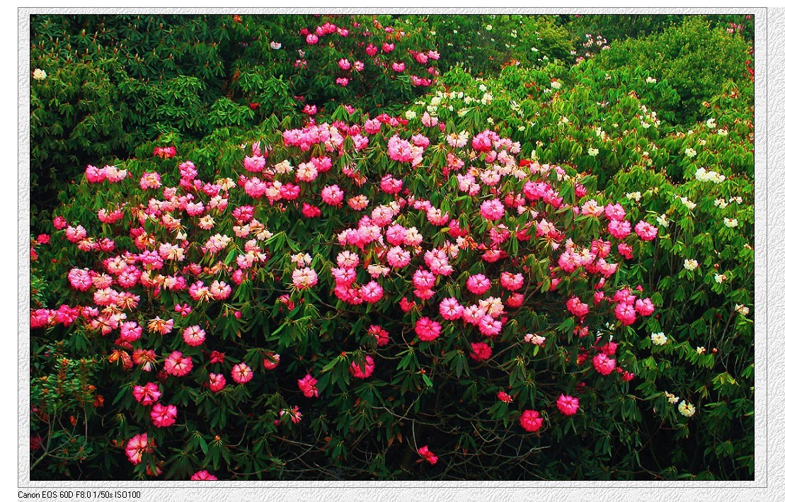 旅游扫街杂拍抓拍片《风景，花草和妹子》祝大家周末愉快！