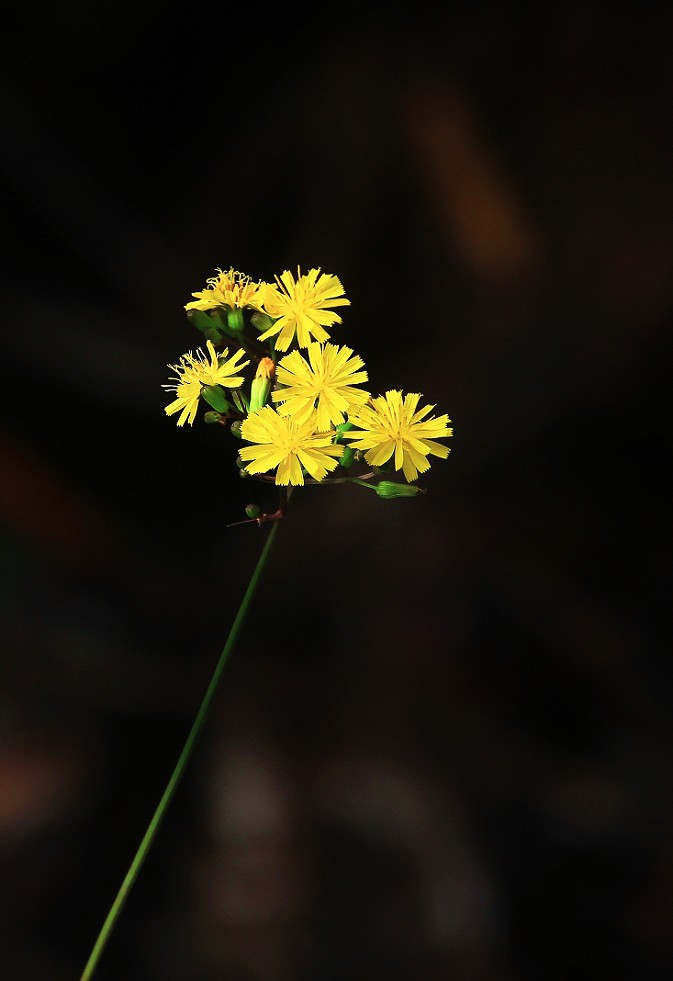 旅游扫街杂拍抓拍片《风景，花草和妹子》祝大家周末愉快！