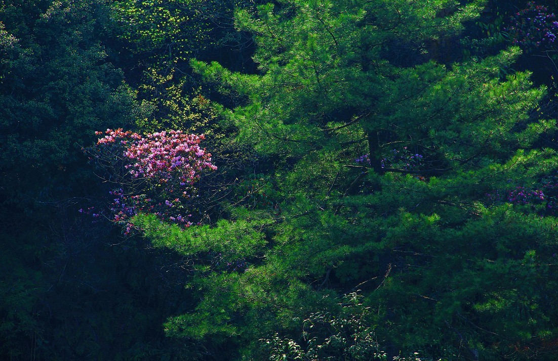 旅游扫街杂拍抓拍片《风景，花草和妹子》祝大家周末愉快！