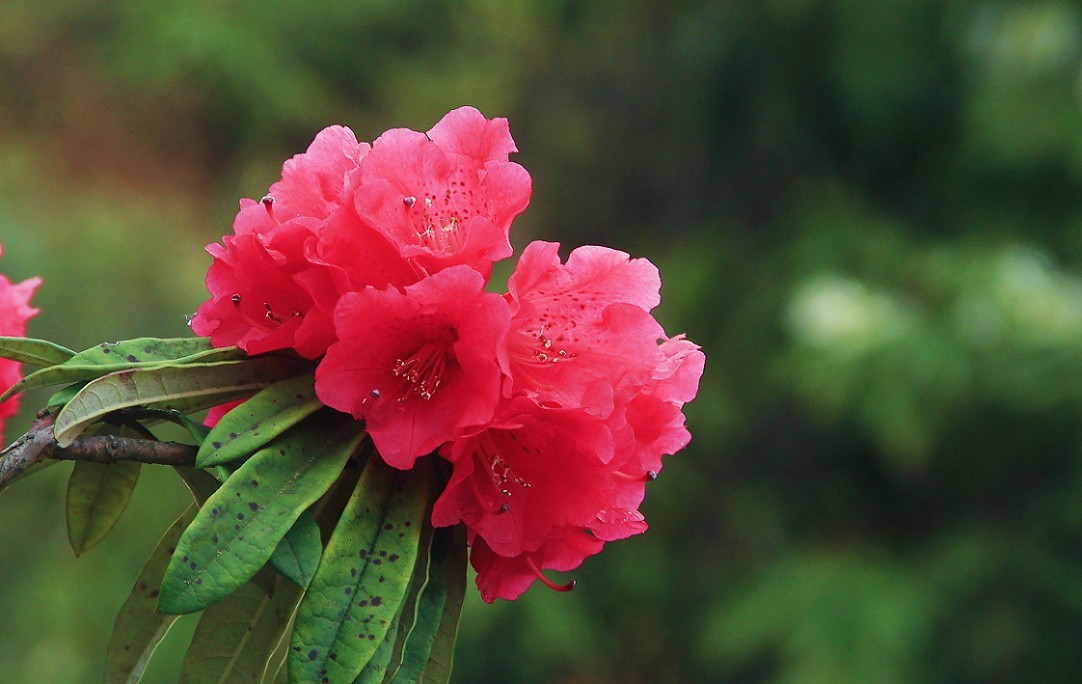 旅游扫街杂拍抓拍片《风景，花草和妹子》祝大家周末愉快！