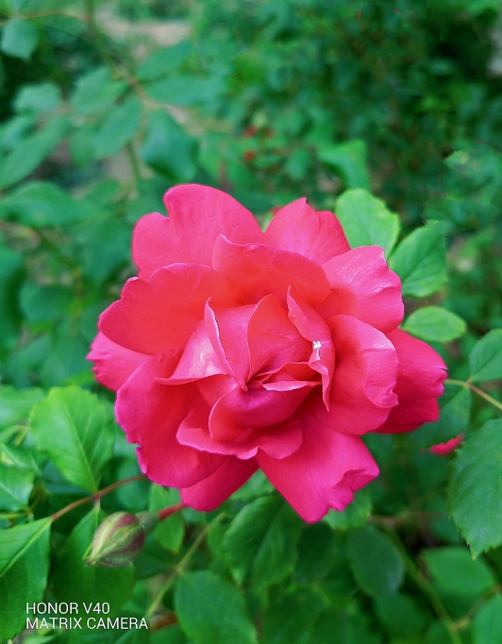 旅游扫街杂拍抓拍片《风景，花草和妹子》祝大家周末愉快！