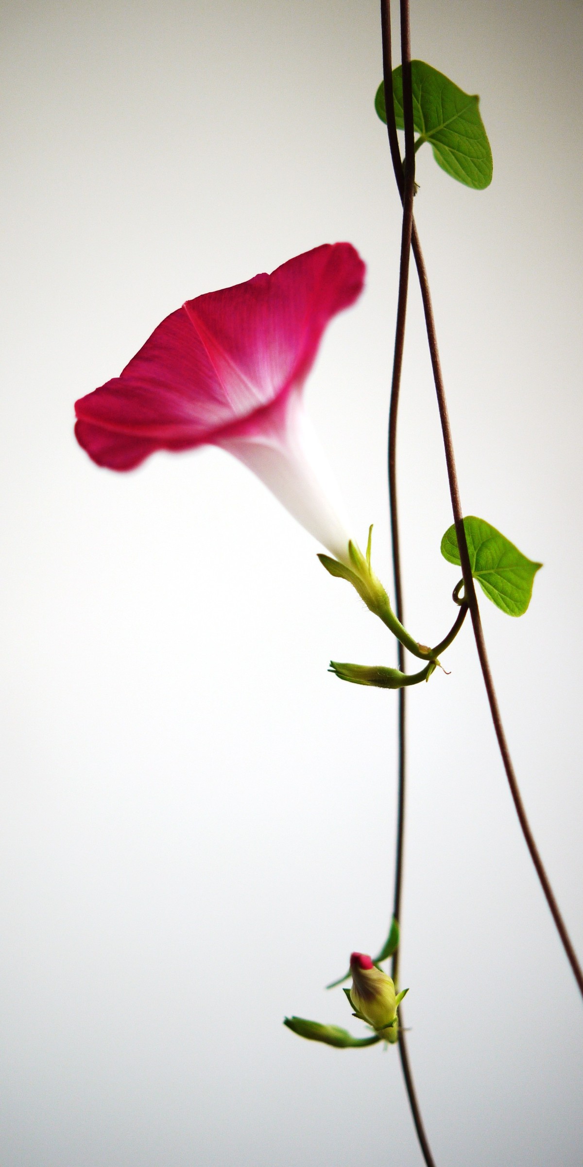 近拍牵牛花