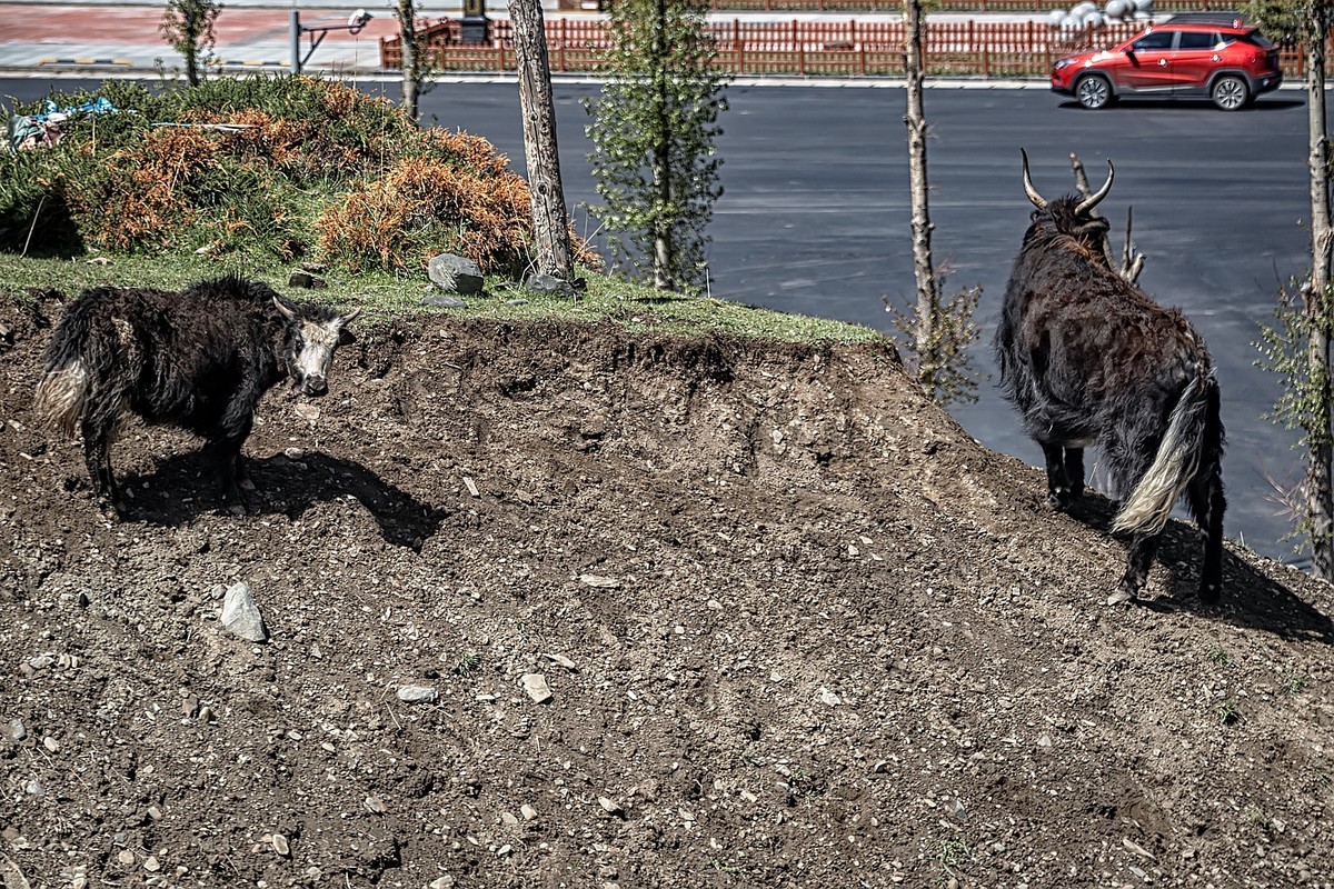 2019.06.进藏回顾 之 康定·折多山下木雅地