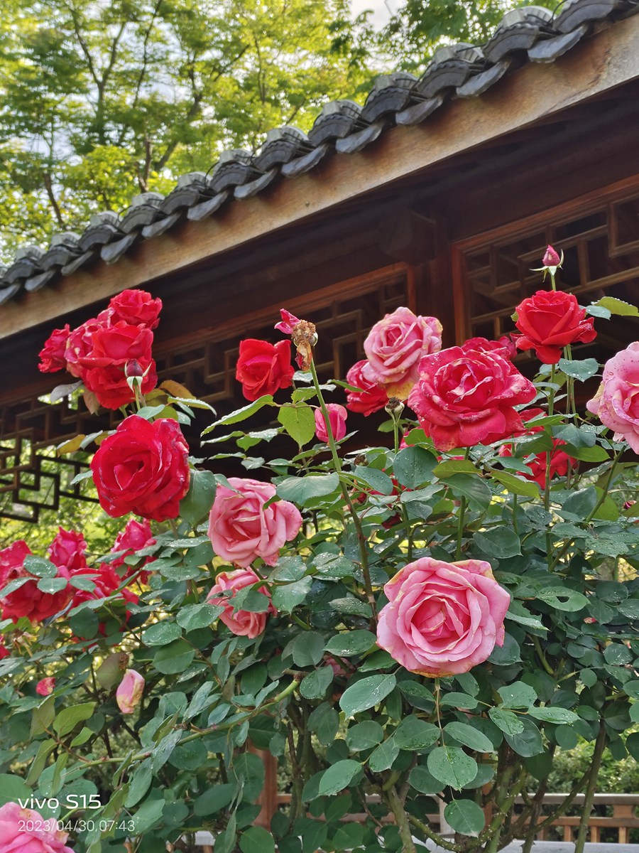 浙南县城公园————新昌县鼓山公园初探