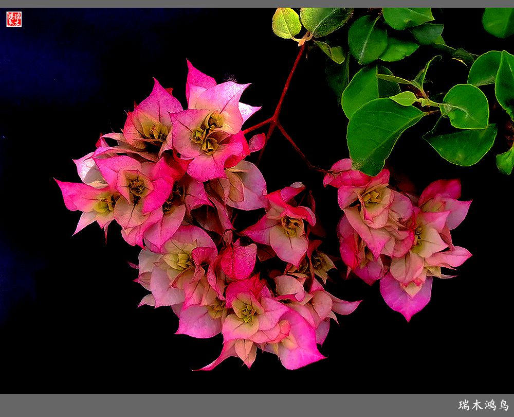 【2023之花季】花叶难分的三角梅