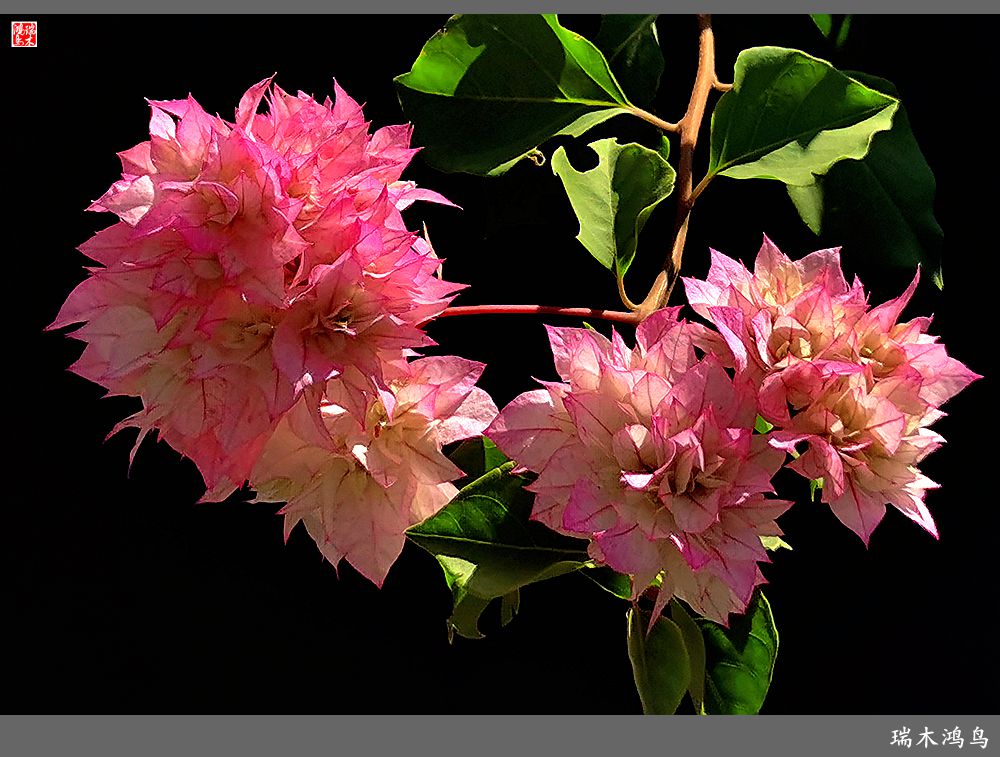 【2023之花季】花叶难分的三角梅