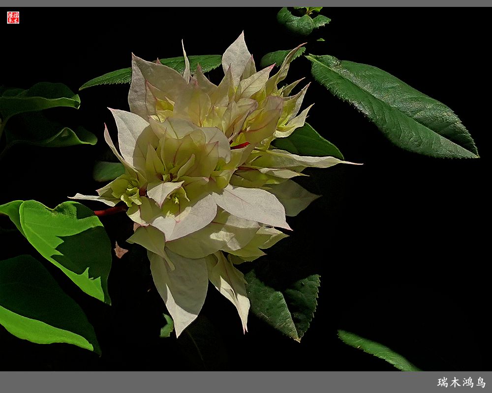 【2023之花季】花叶难分的三角梅