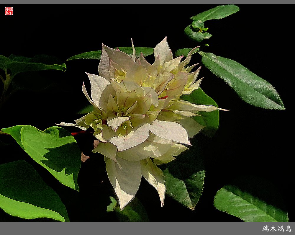 【2023之花季】花叶难分的三角梅