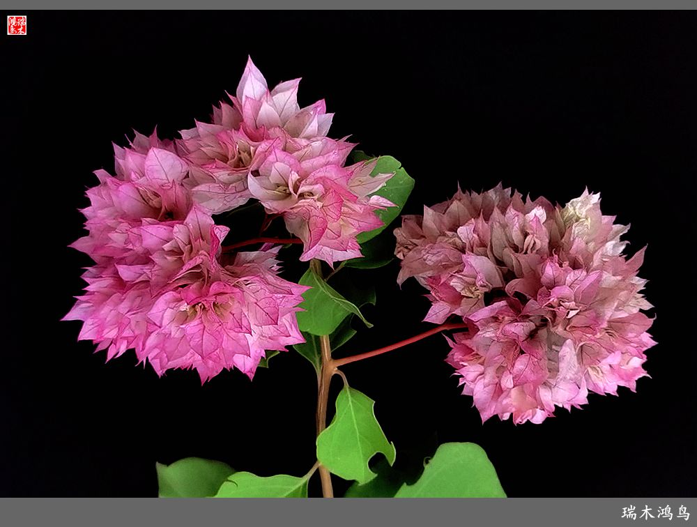 【2023之花季】花叶难分的三角梅