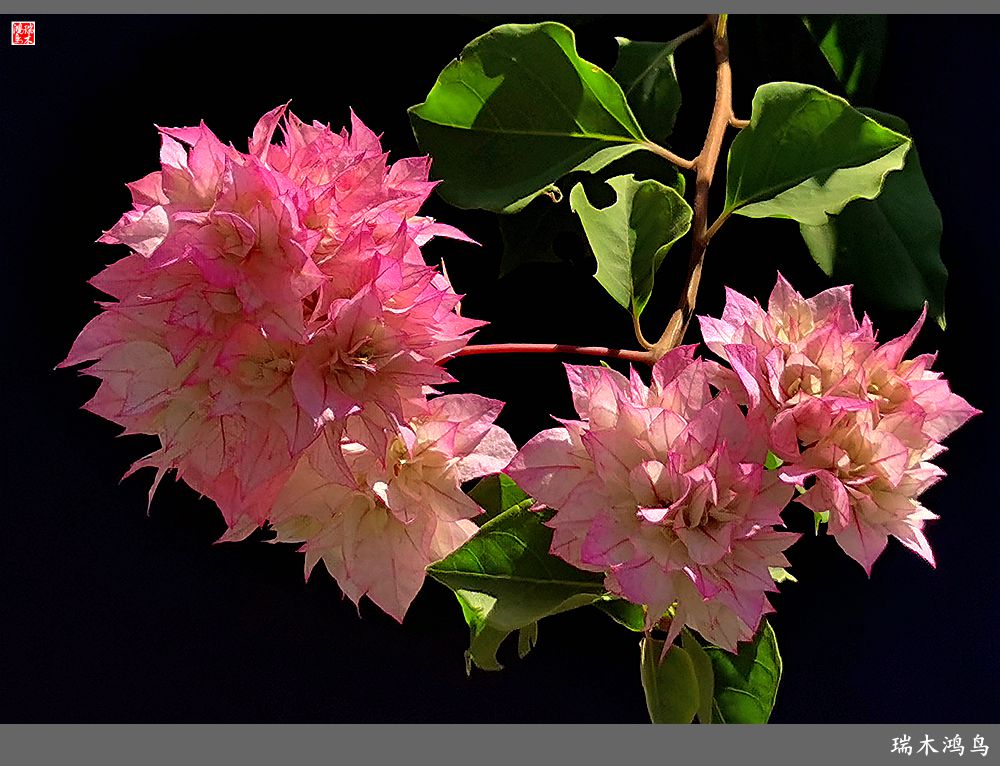 【2023之花季】花叶难分的三角梅