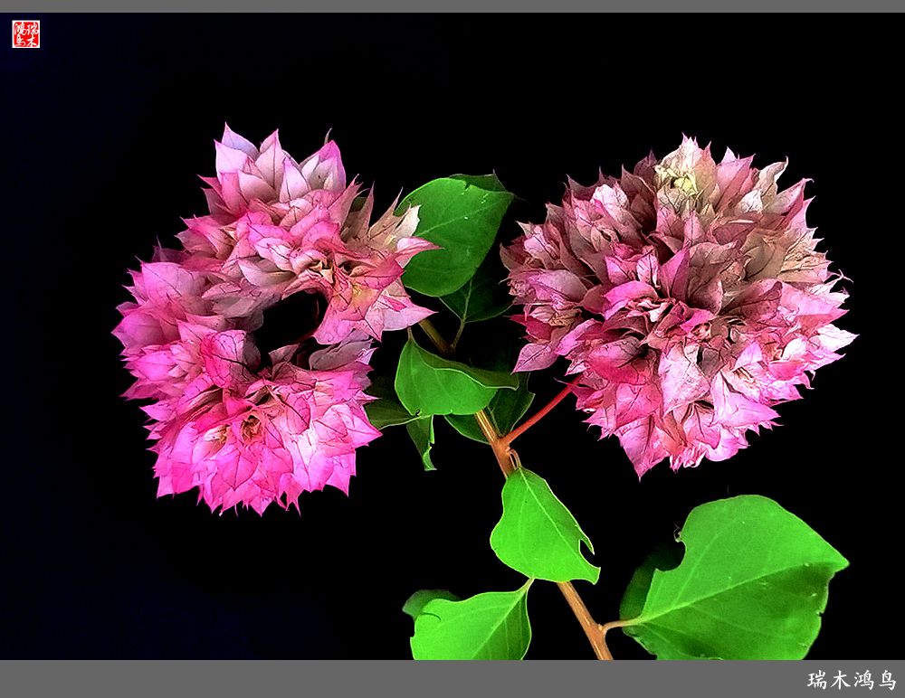 【2023之花季】花叶难分的三角梅