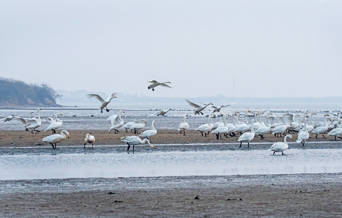 荣成大天鹅（四十）