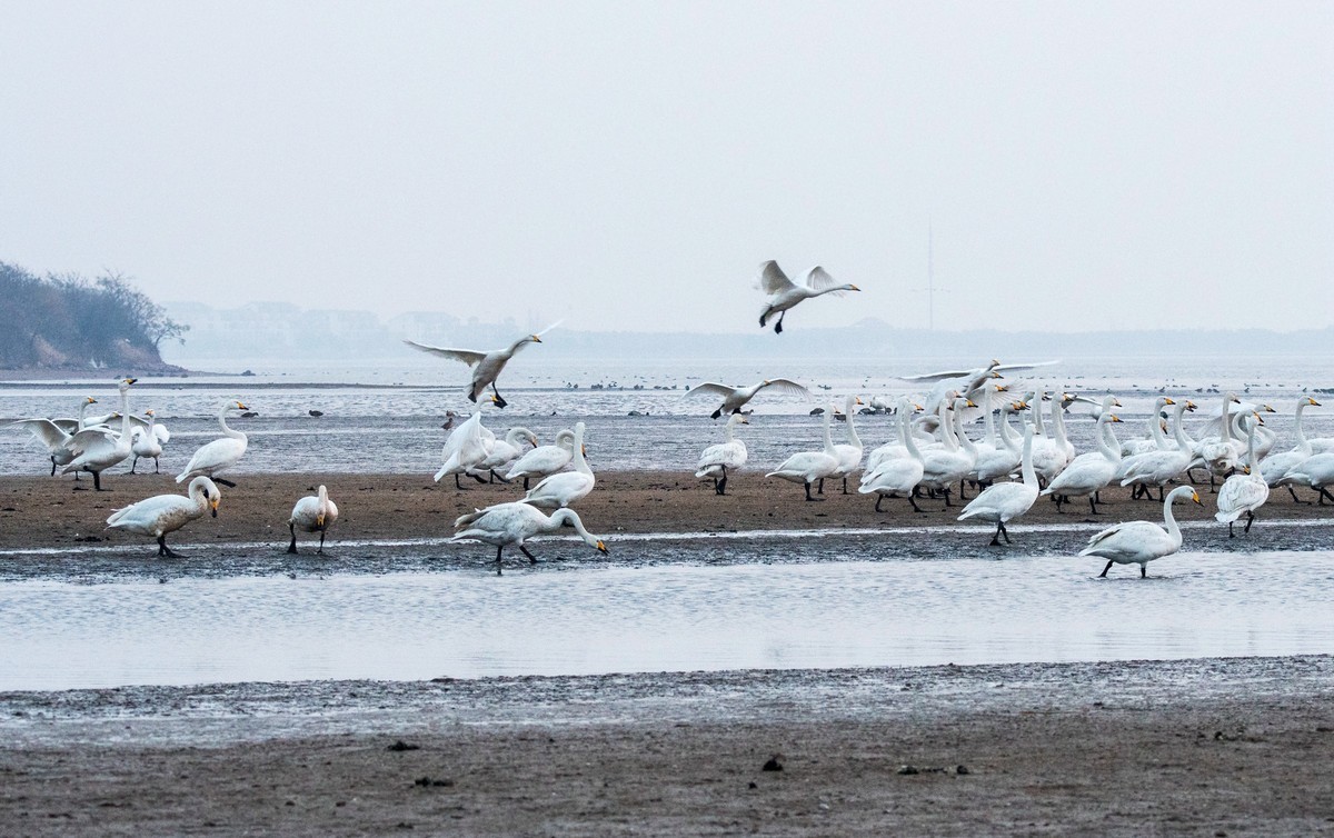 荣成大天鹅（四十）