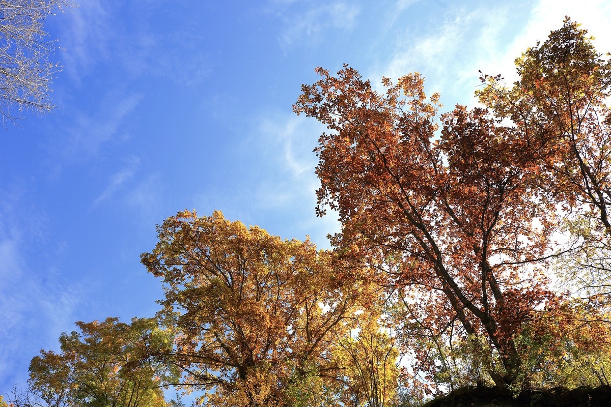 松坪沟彩林之三