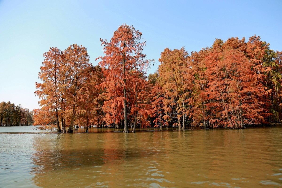 乘坐游船拍的池杉湖中的红杉树之七