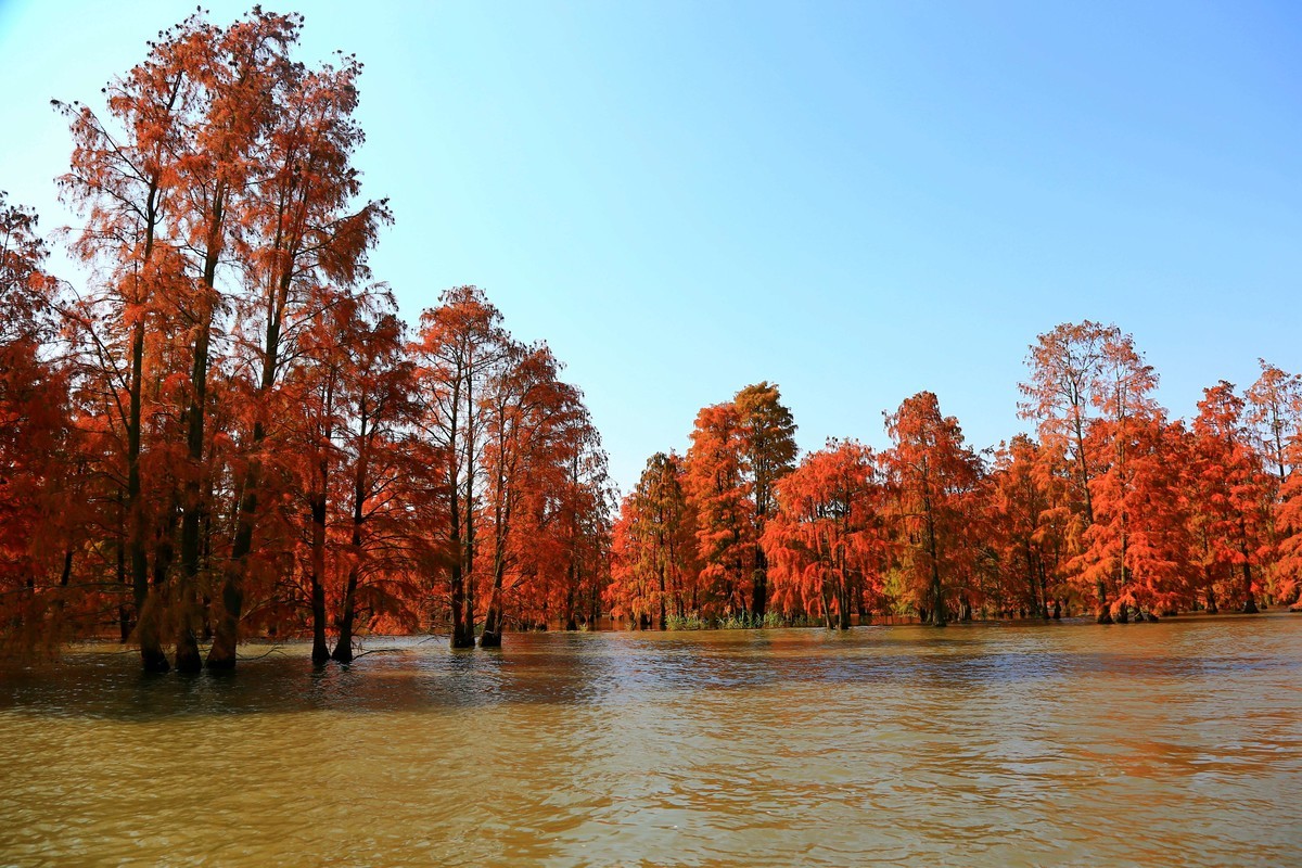 乘坐游船拍的池杉湖中的红杉树之七