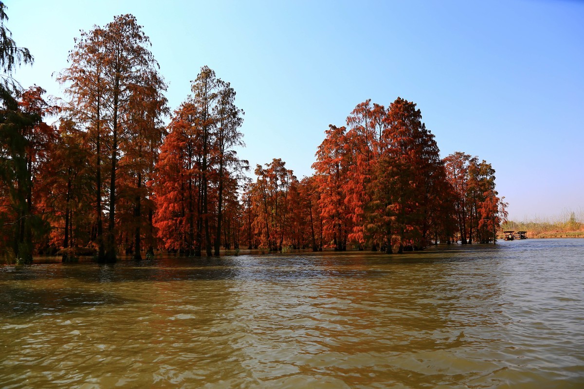 乘坐游船拍的池杉湖中的红杉树之七