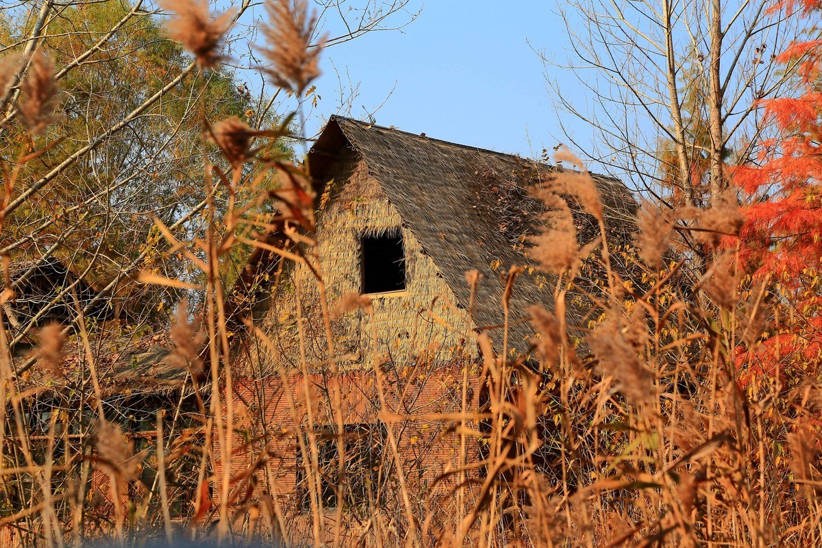 乘坐游船拍的池杉湖中的红杉树之七
