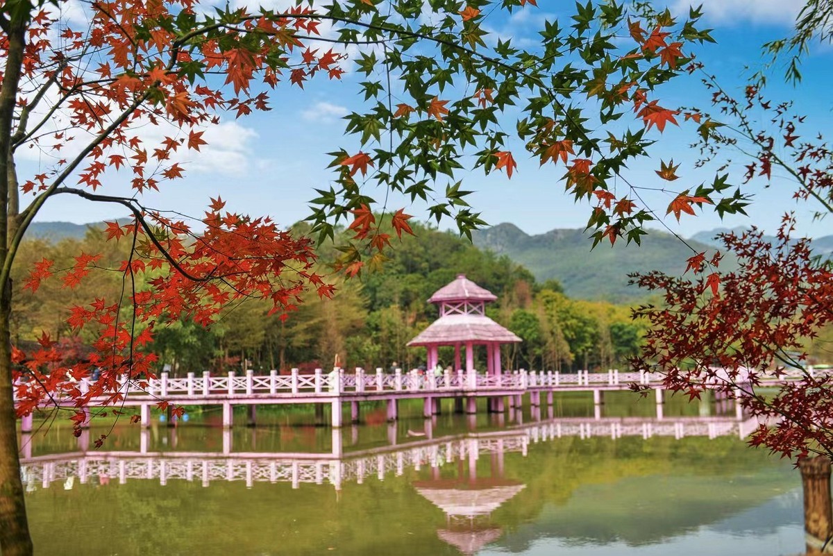枫叶红烂漫，醉在山水间
