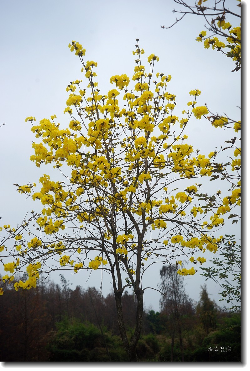 春暖花开-黄花风铃木
