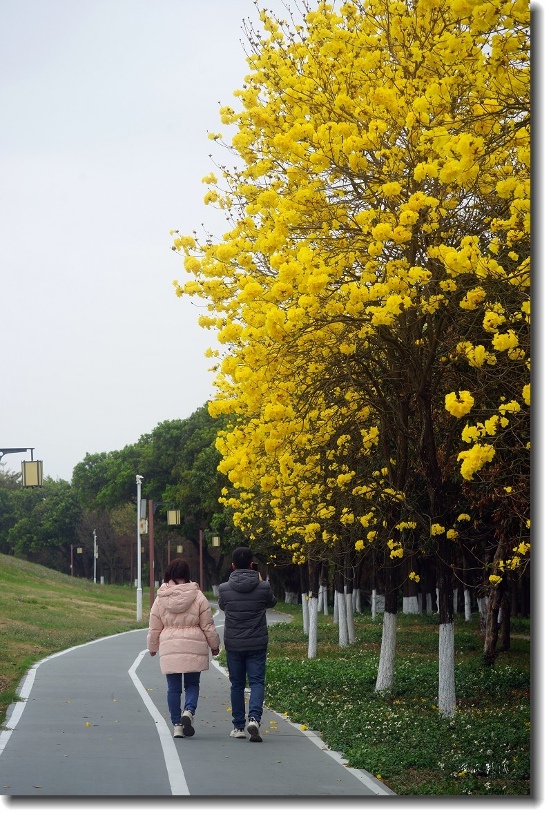 春暖花开-黄花风铃木