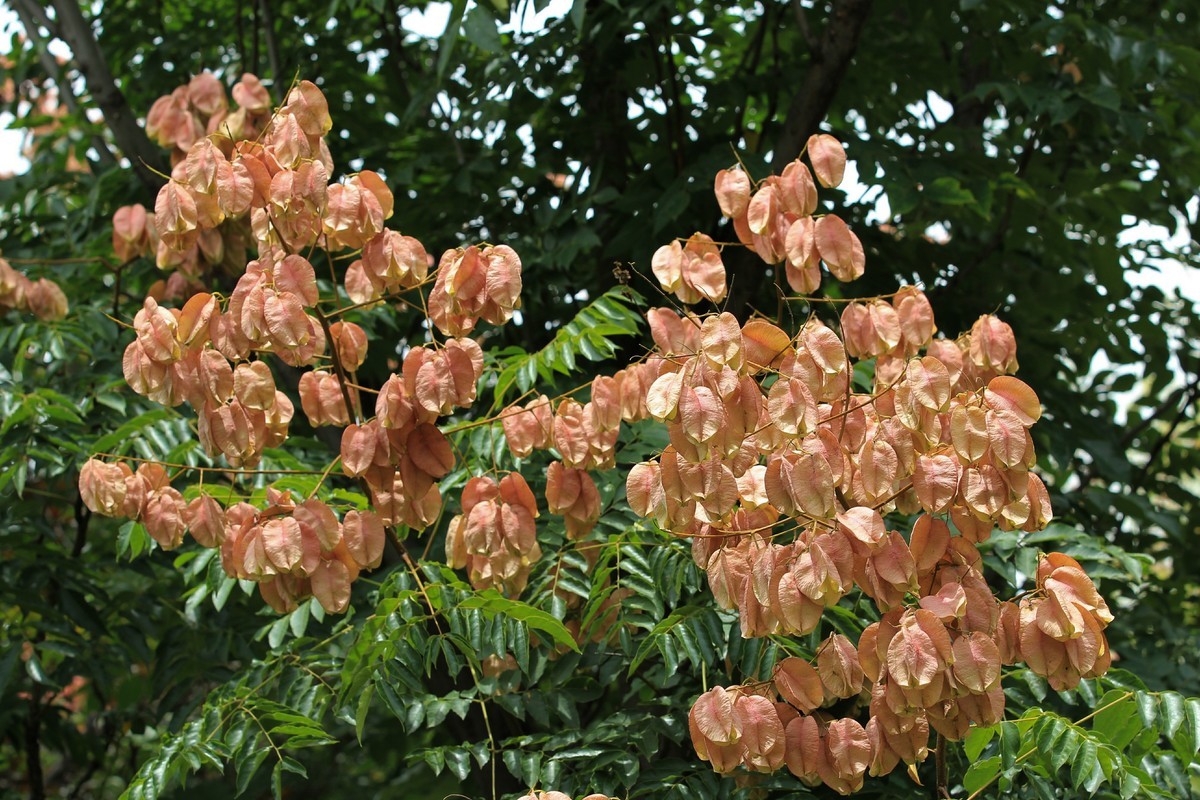 拍摄栾树果-2
