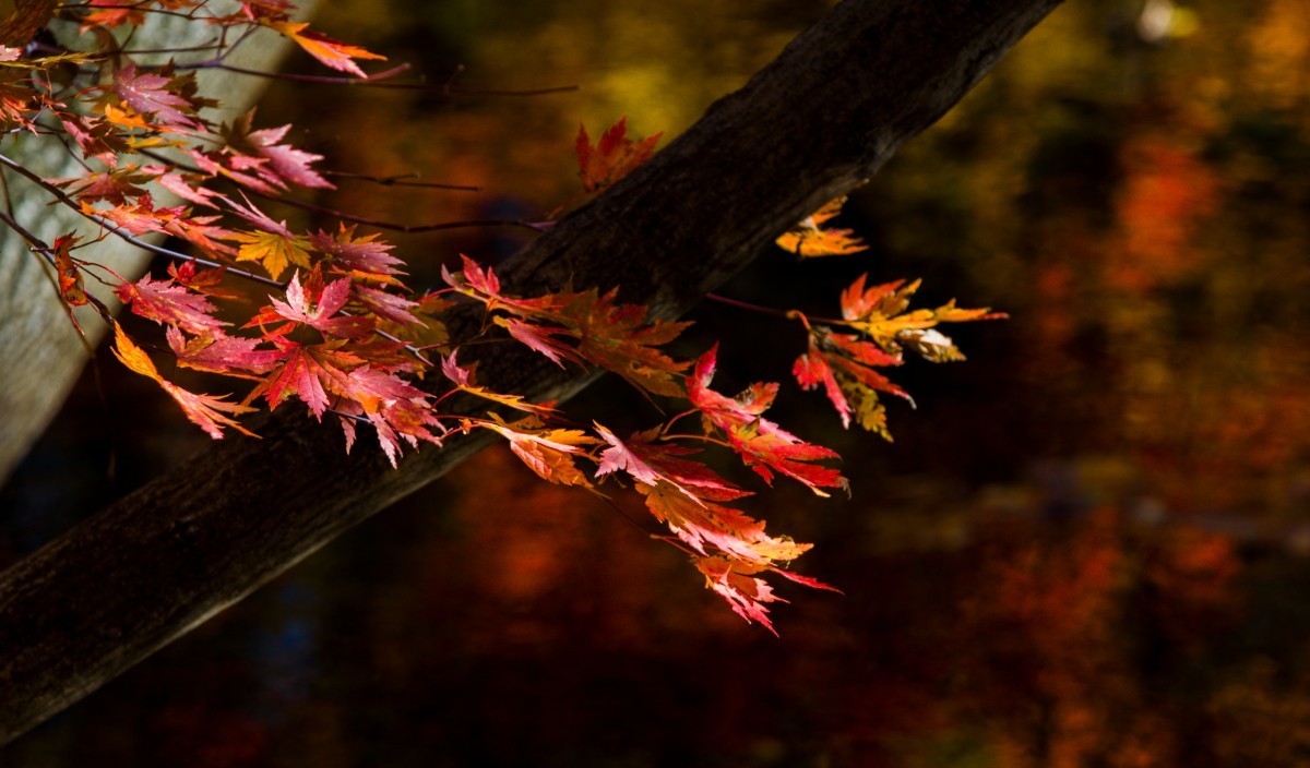 外出随拍（续244）.